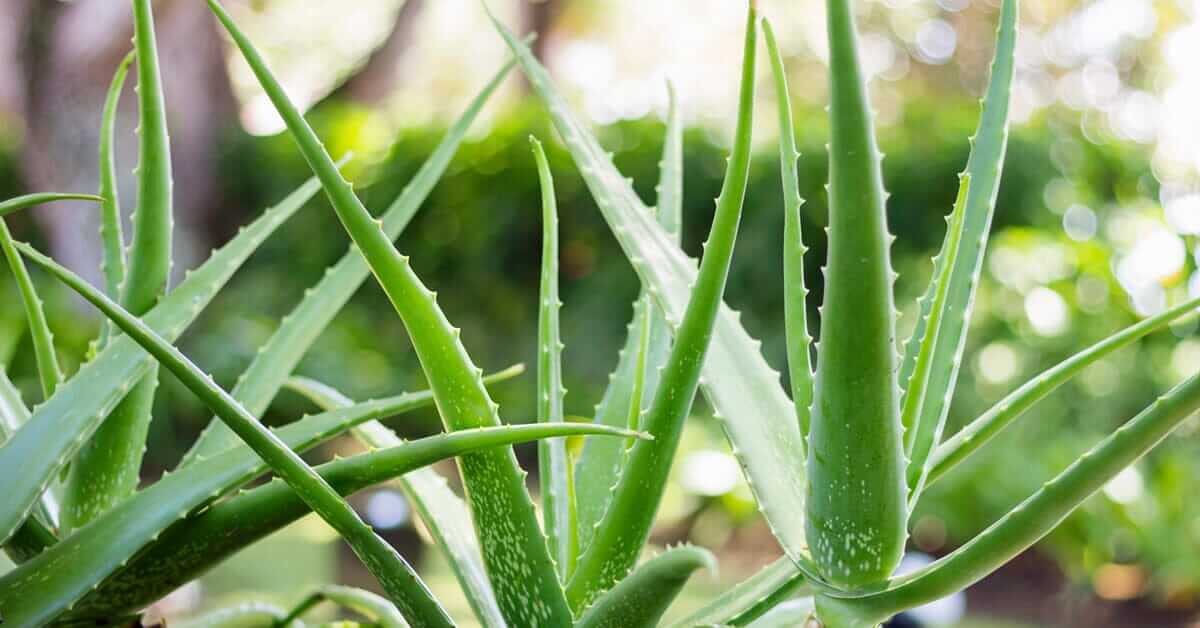 How to Grow Aloe Vera: Complete Care Guide | Bee Inspired Goods