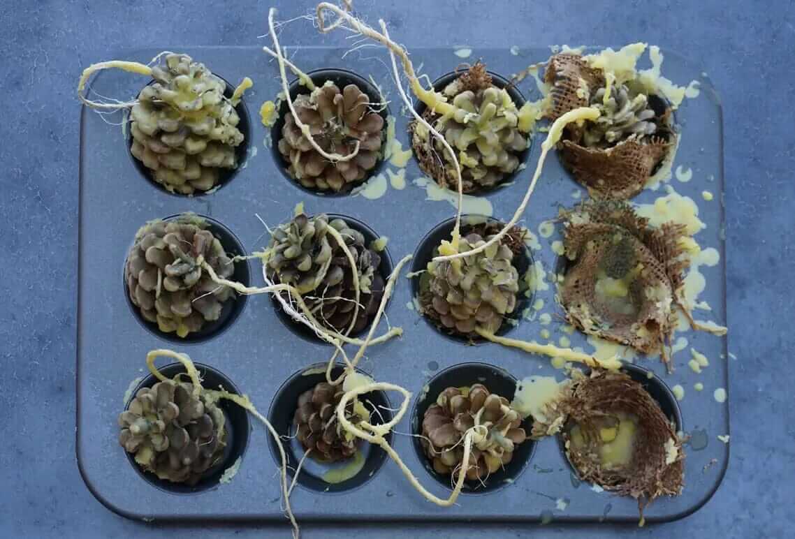 fire starters in muffin tin