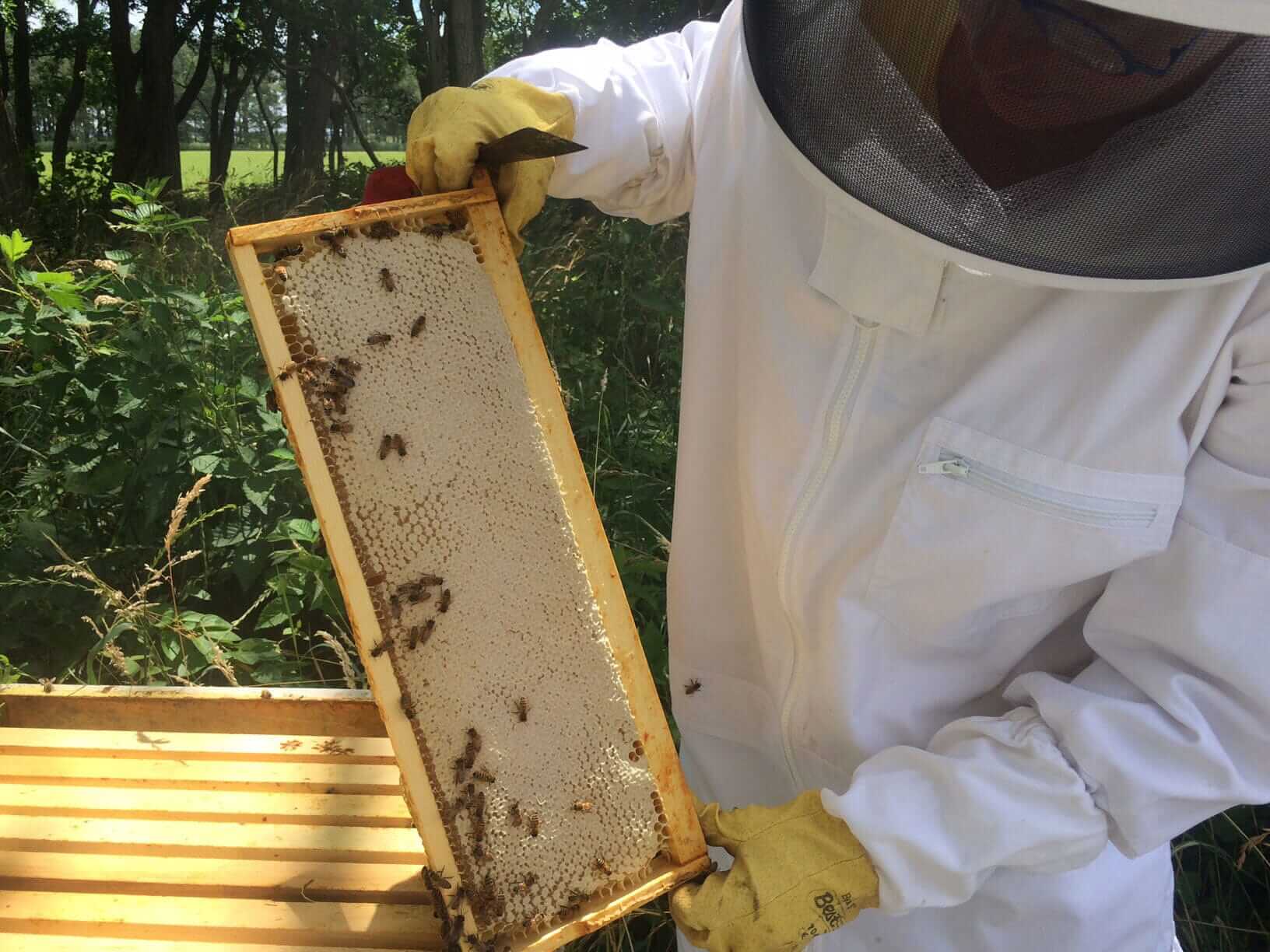 Spring Honey Harvest 2016