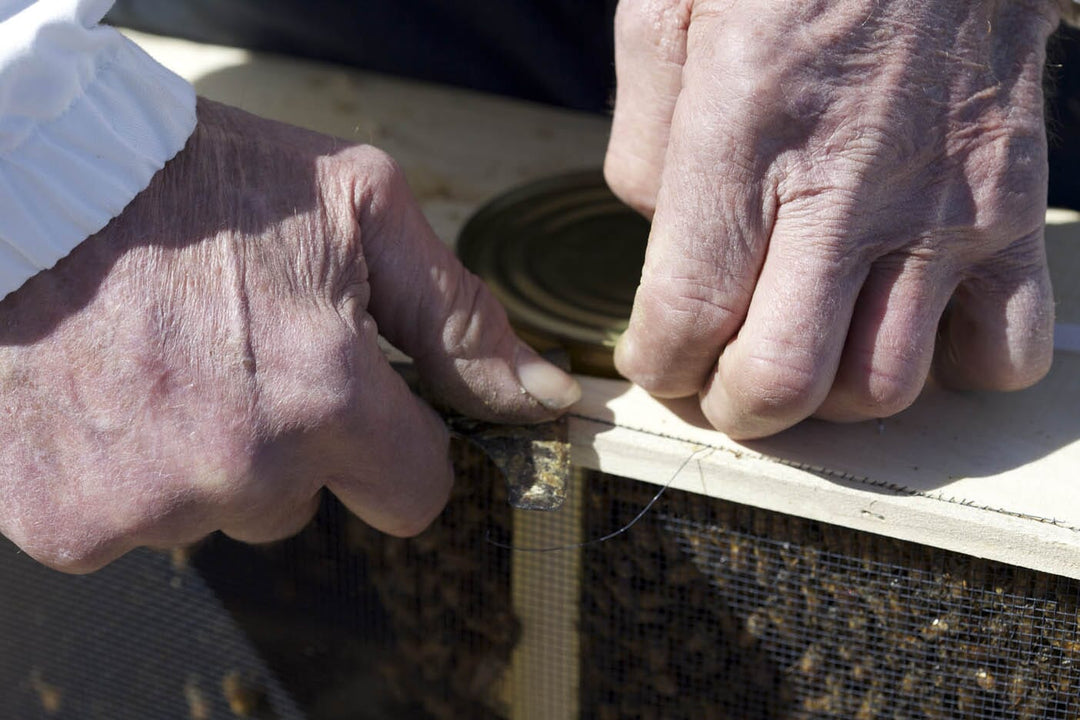 Installing Bees From a Package
