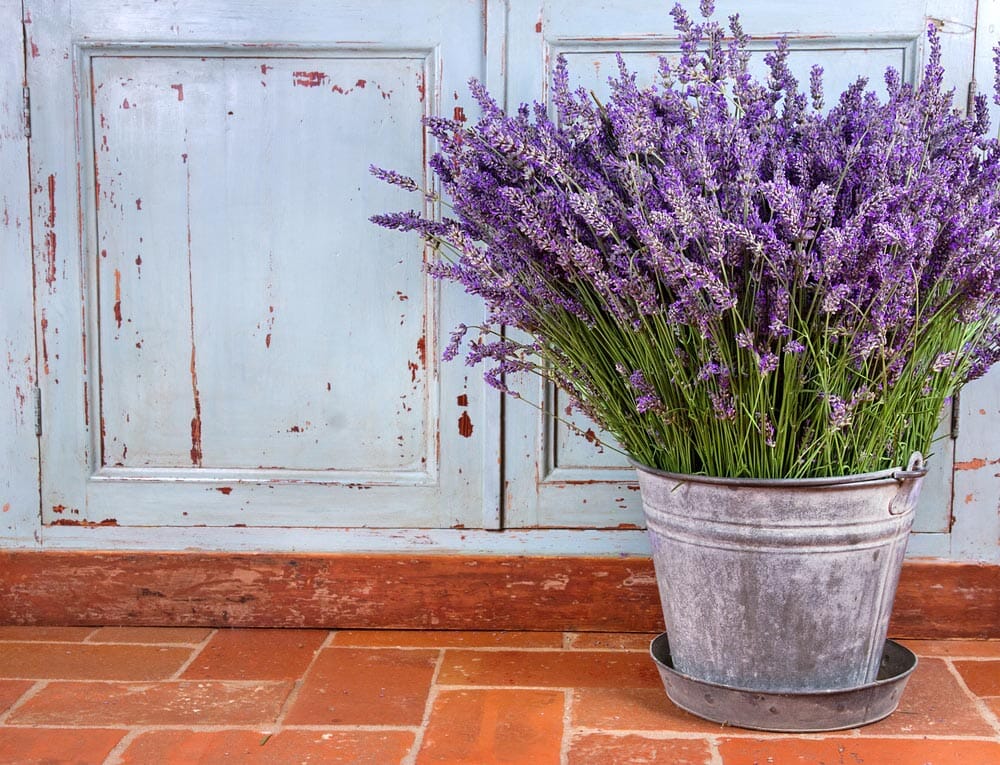 How to Harvest Lavender