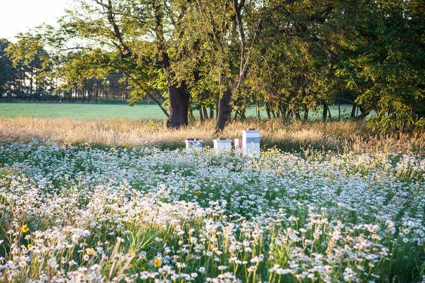 Neonicotinoids and Bees: The Devastating Impact on Our Pollinators