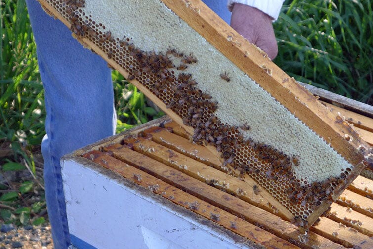 Saving the Honey Bees Part Two