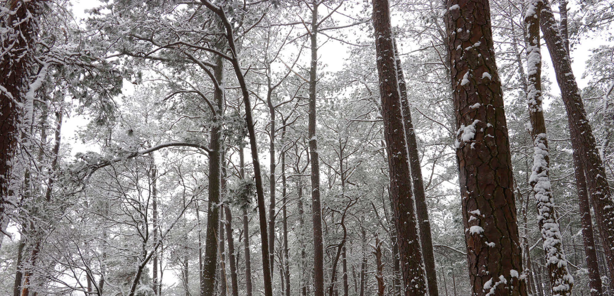 snow-covered trees at Chesterhaven farm