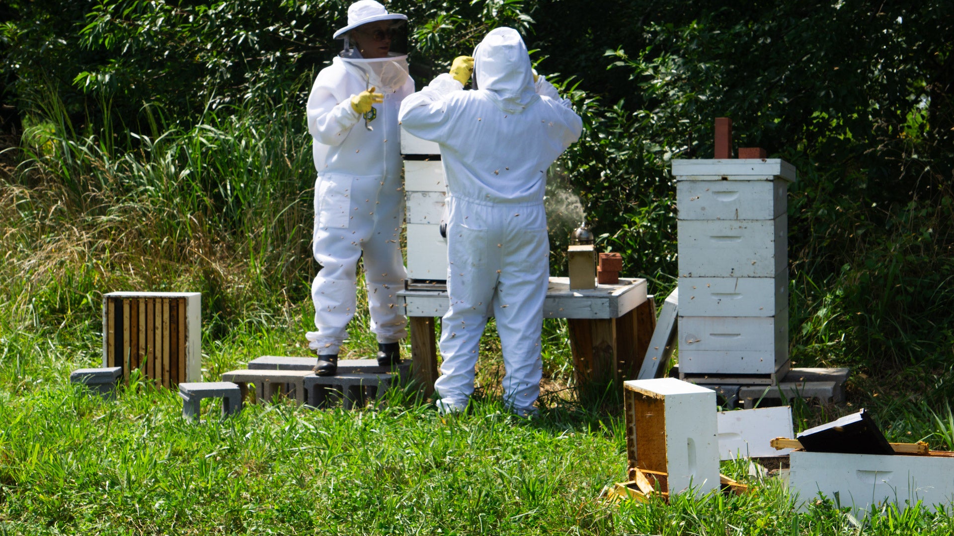 beekeepers harvesting honey