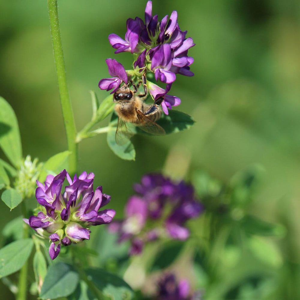 honeybee pollinating alfalfa blossoms