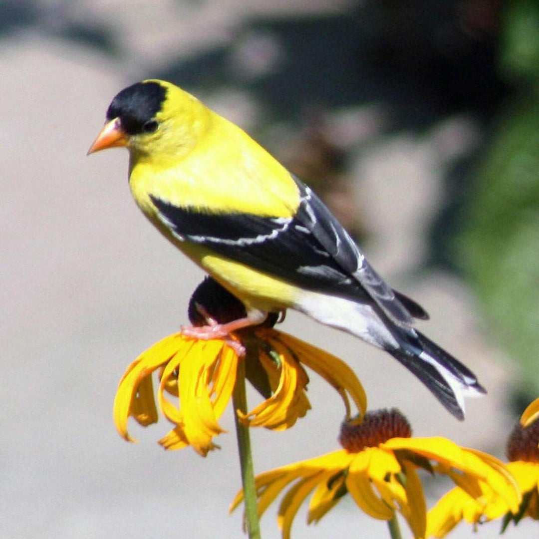 Yellow and black goldfinch standing on a yellow flower