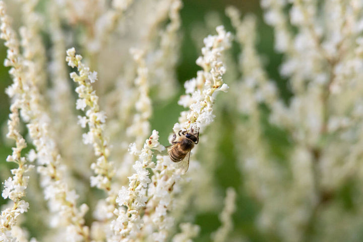 bee pollinating american knotweed aka bamboo