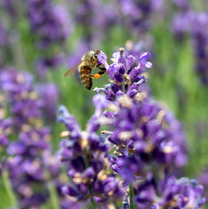 bee on bunch of lavender