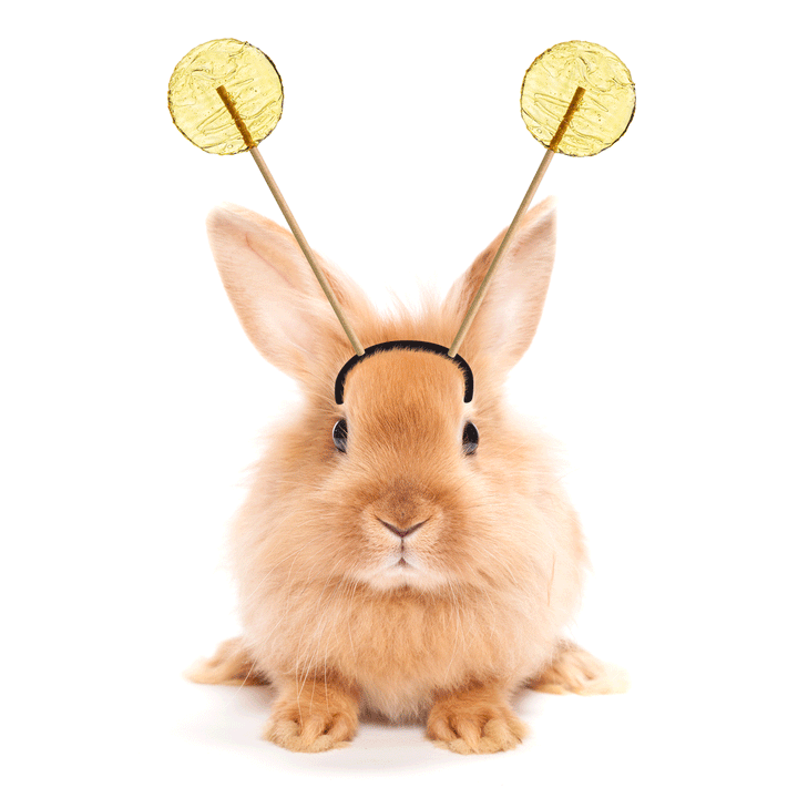bunny rabbit wearing a headband with honey lollipops from bee inspired honey retail store in owings mills on it