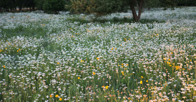 Field of yellow and white wildflowers