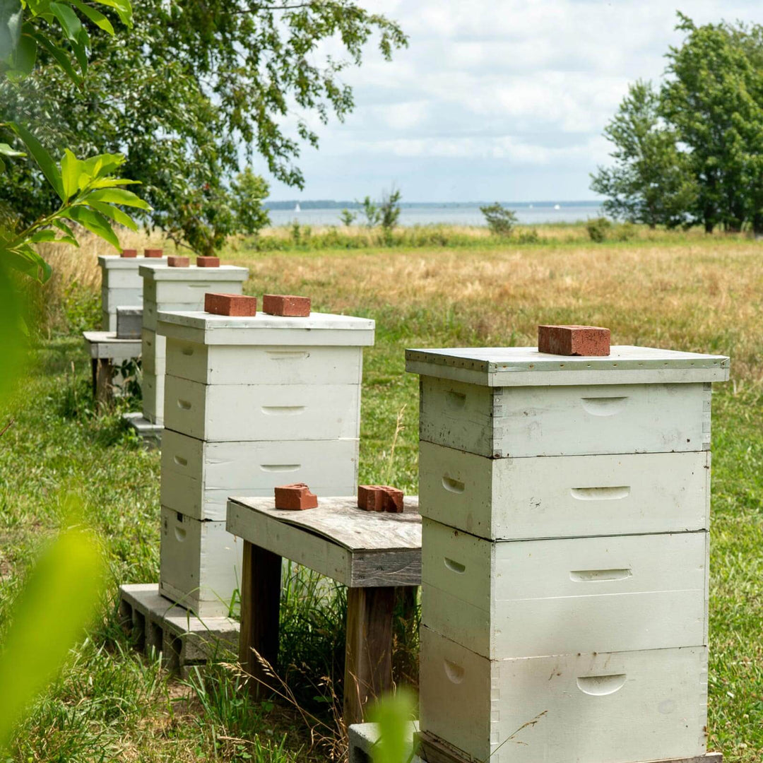 Hive boxes with bricks on top in a field by the water