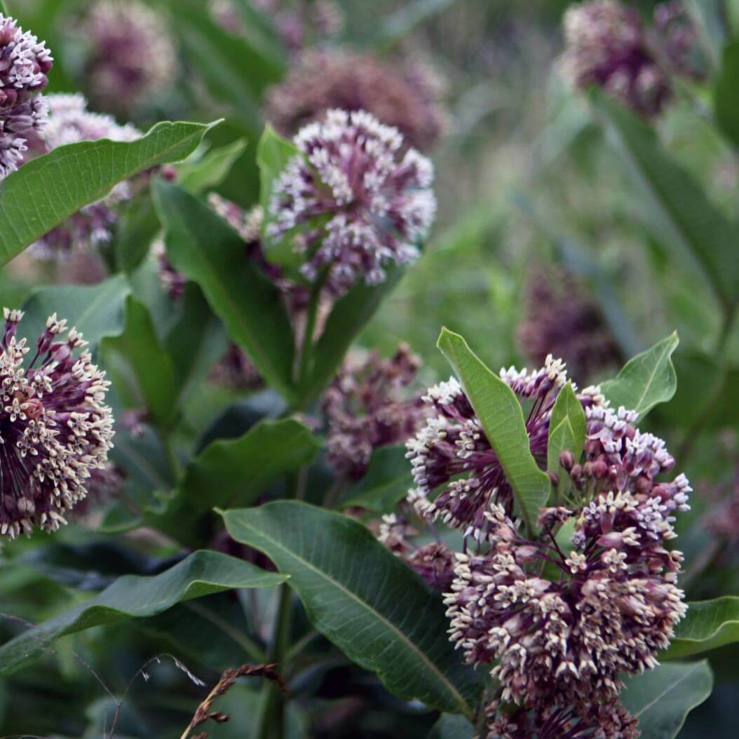 Closeup of milkweed plants