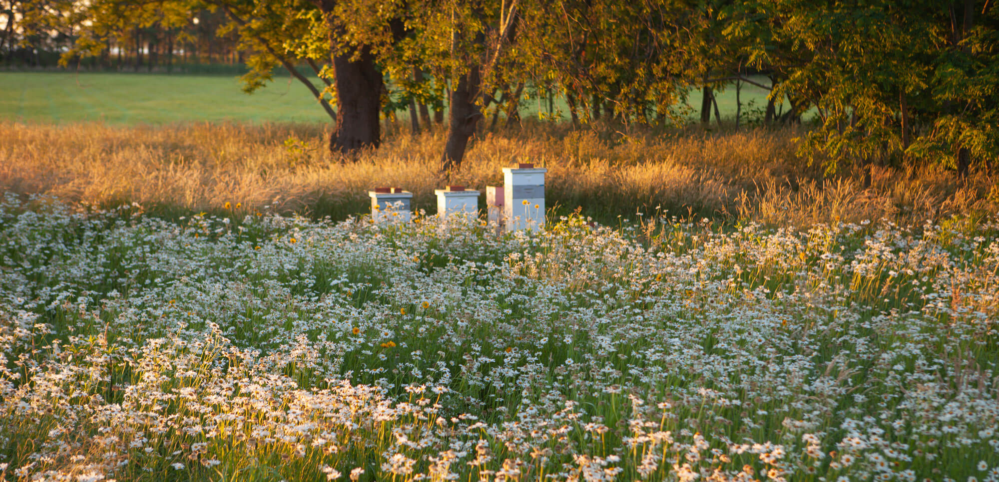 Hive boxes in field of white wildflowers