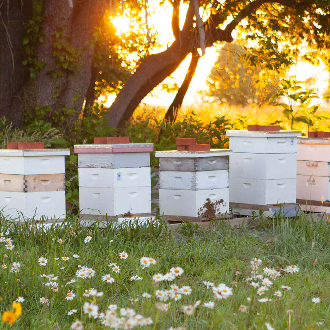 hive boxes in a field at sunset