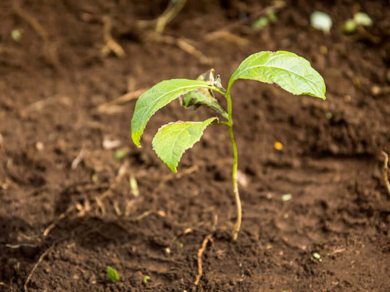 Sprout growing out of the ground