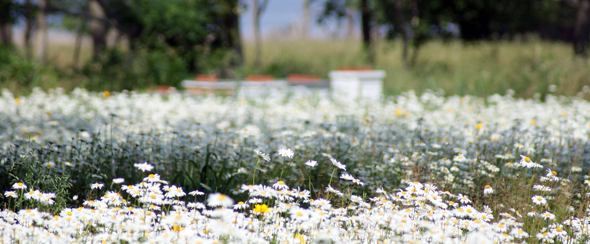 Field of white wildflowers with hive boxes