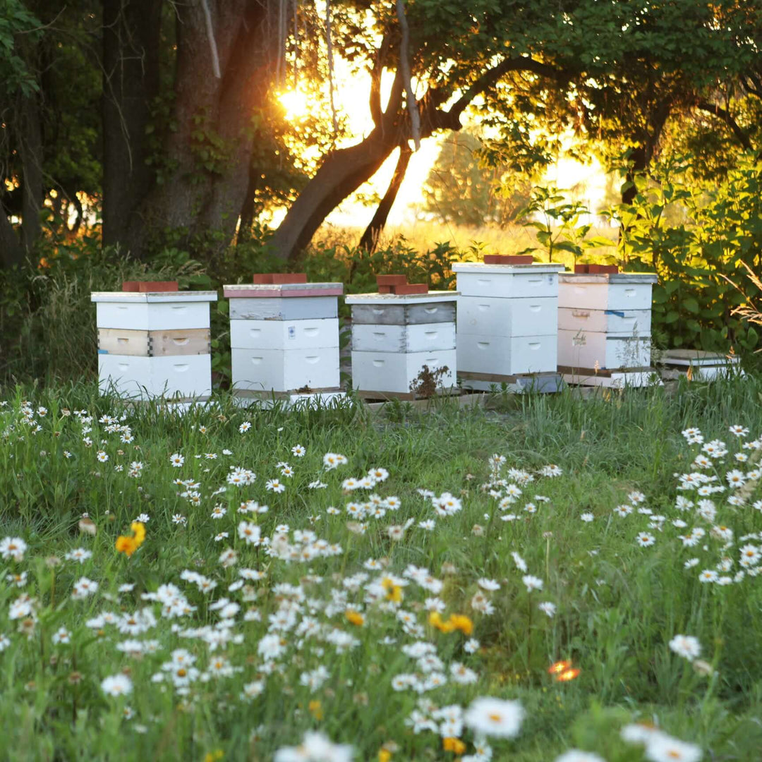 Hive boxes with sunset in the background