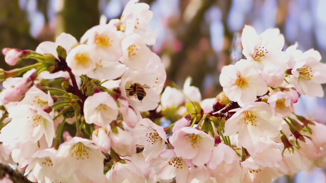 spring awakening product set video