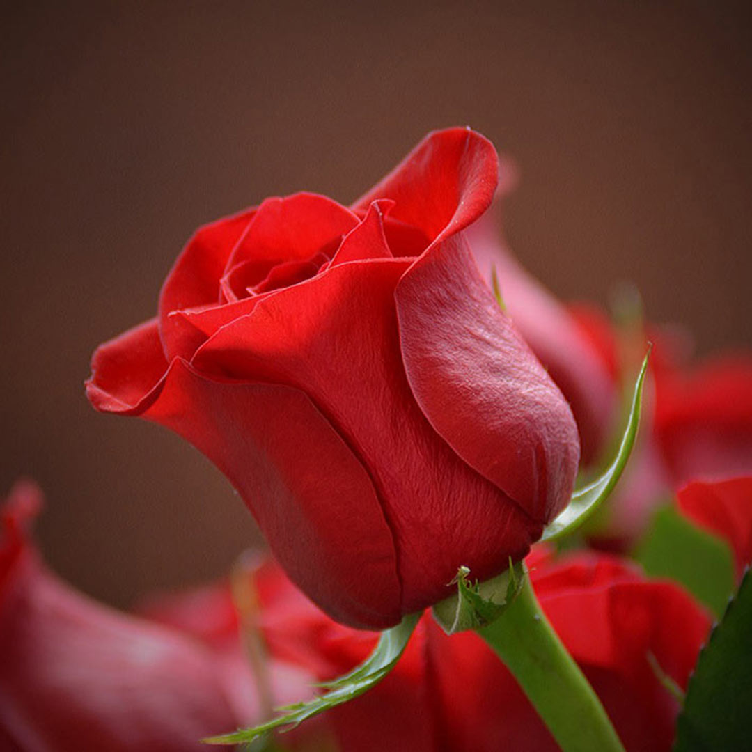 close up of a red rose