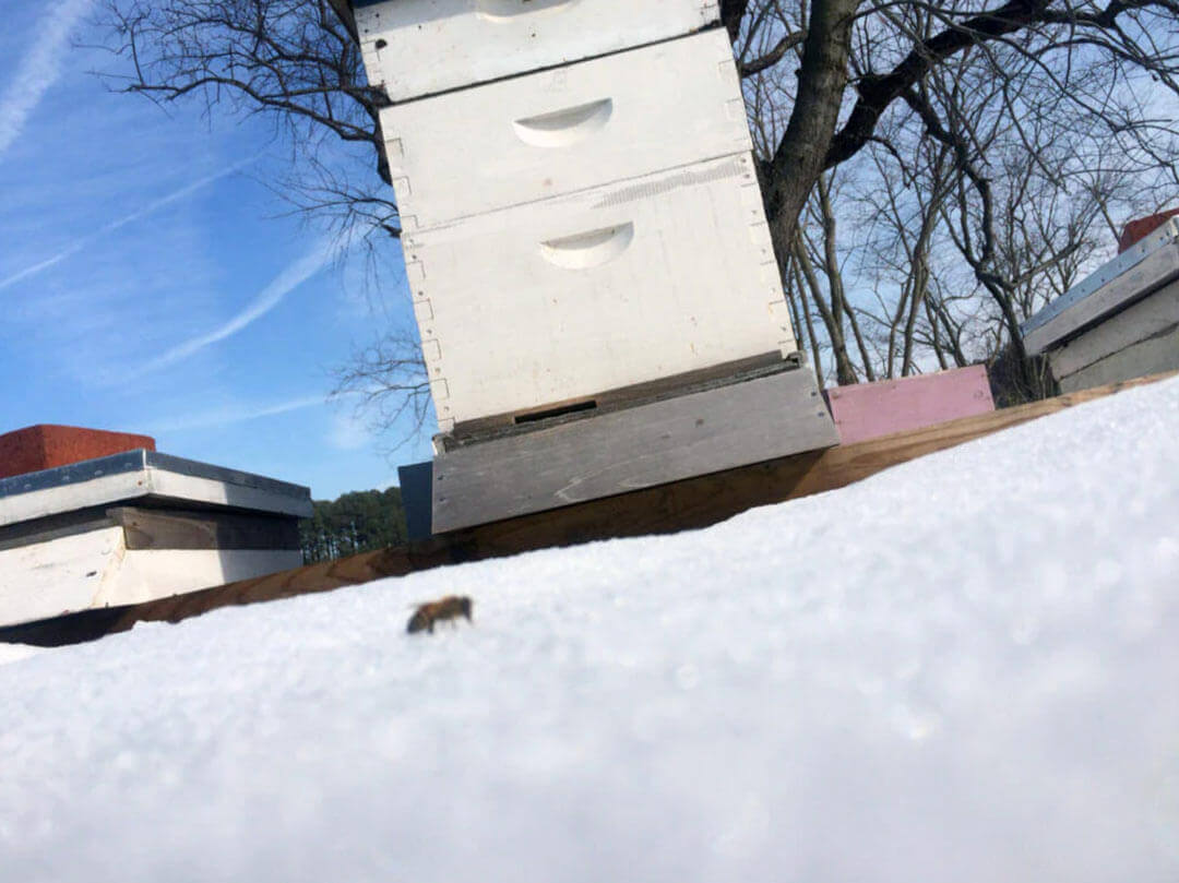 A bee in the snow in front of a hive box