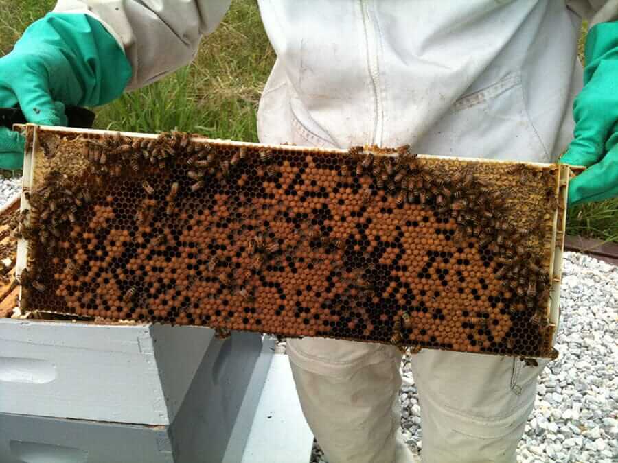 My First Bee Inspection