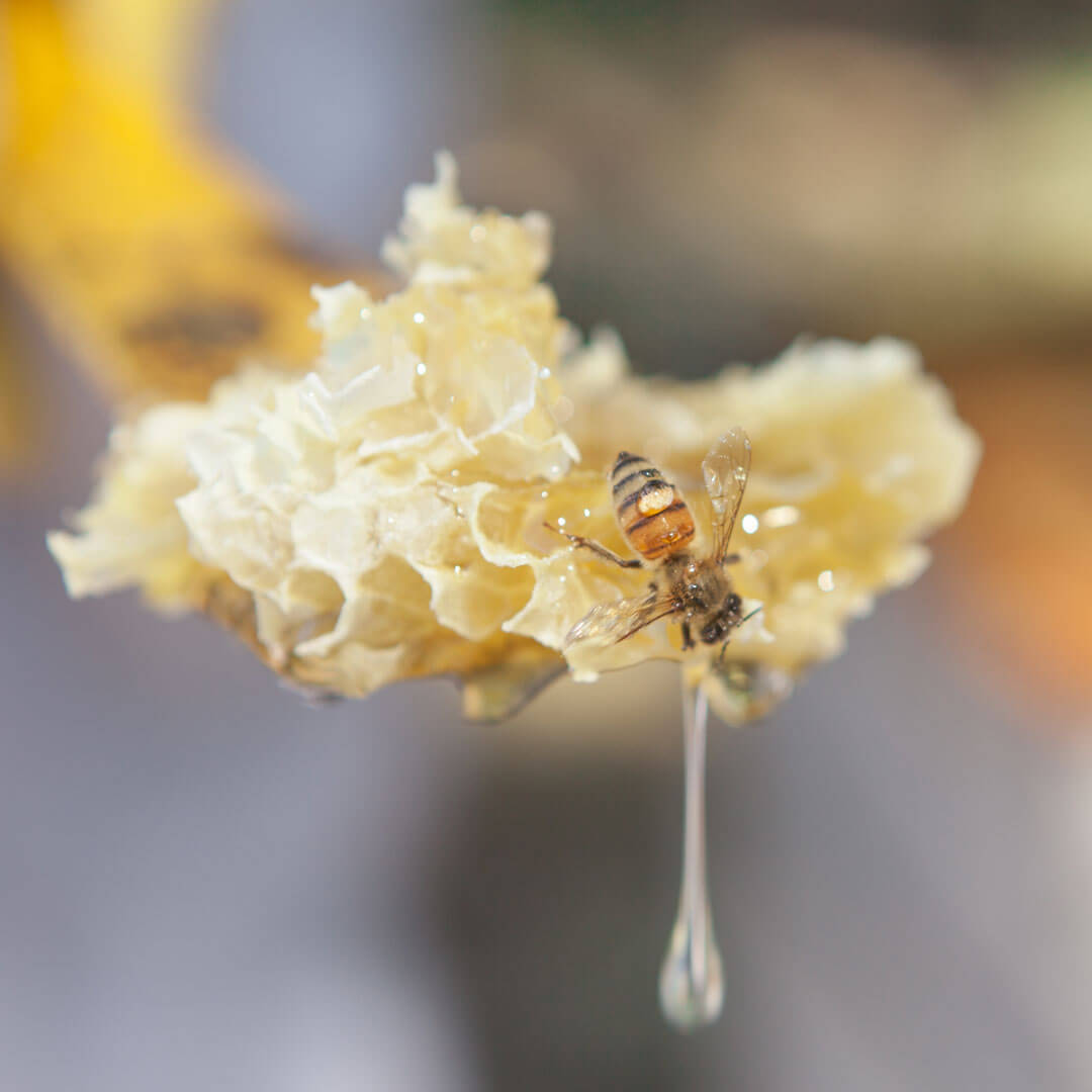 What Is Honey?