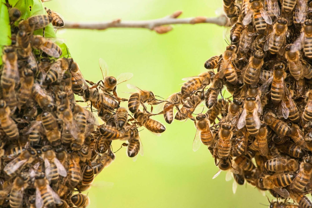 Why Teachers Are Like Bees: The Hardworking Heroes of Education