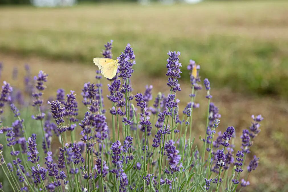 Lavender Tonic Recipe