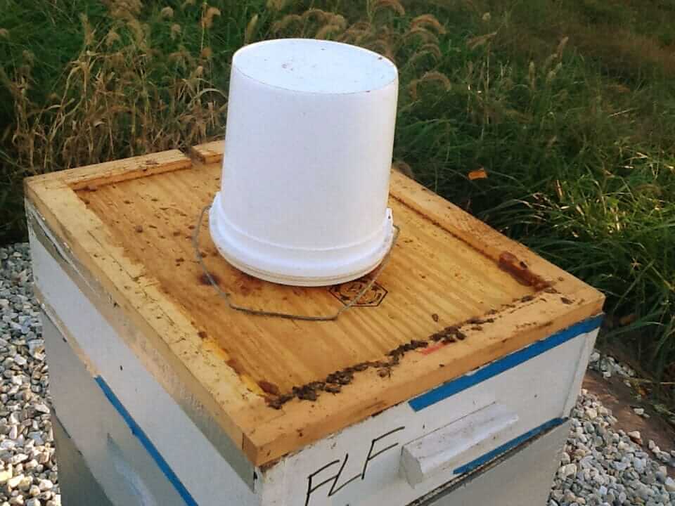 On Feeding Bees