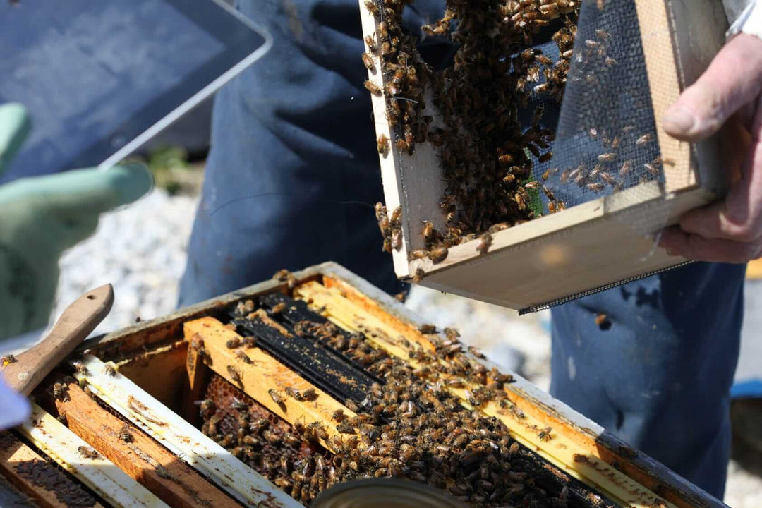 Starting a New Hive