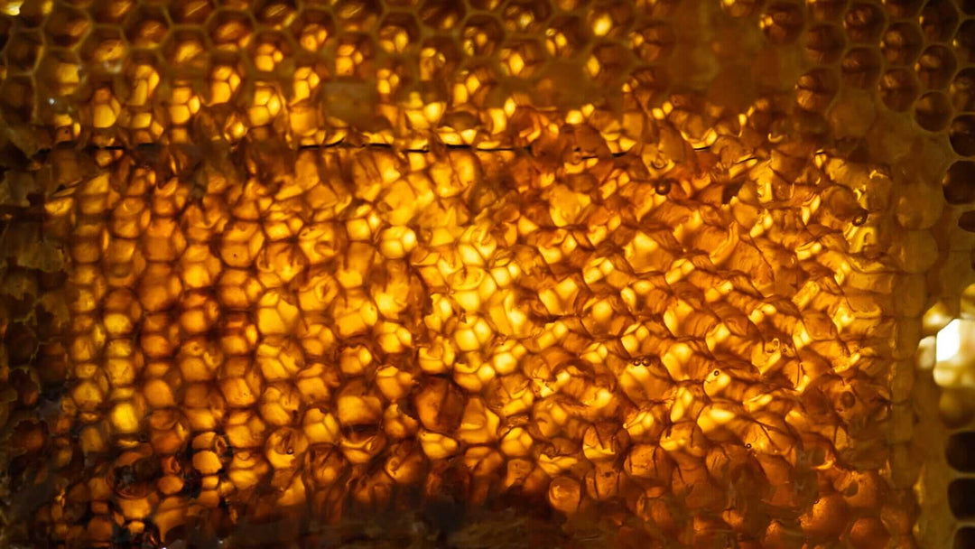 Where Does Beeswax Come From? The Biology Behind It