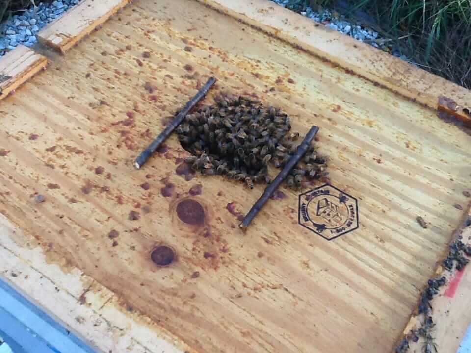 Winterizing Bees
