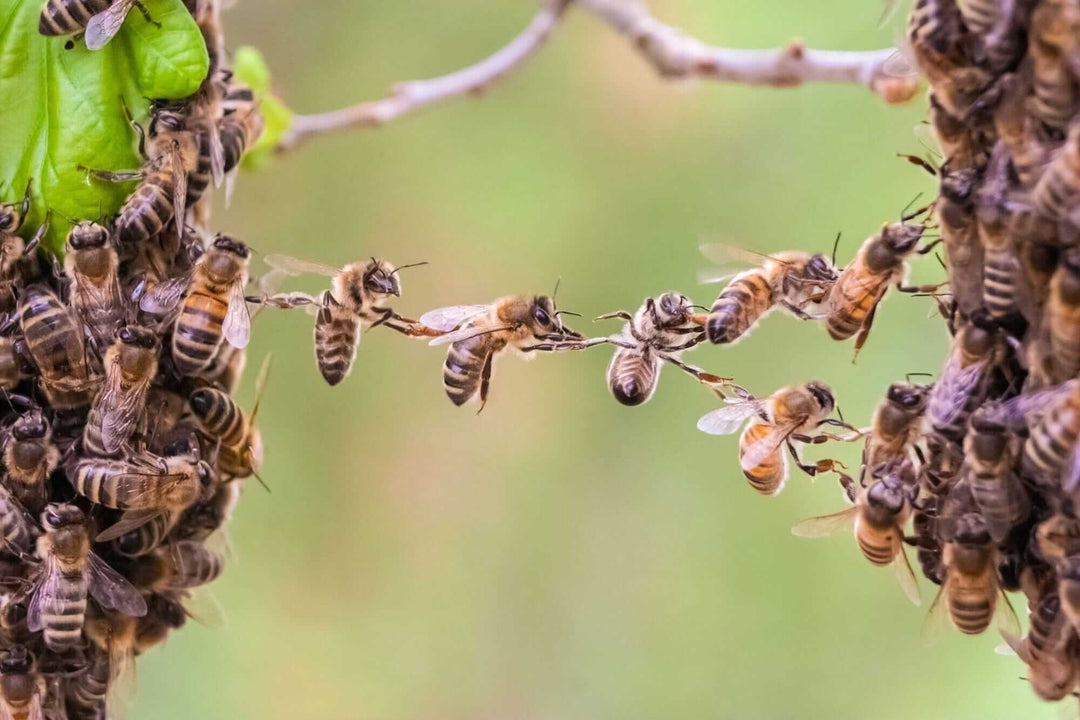 What is Festooning: The Intriguing Behavior of the Festooning Bee