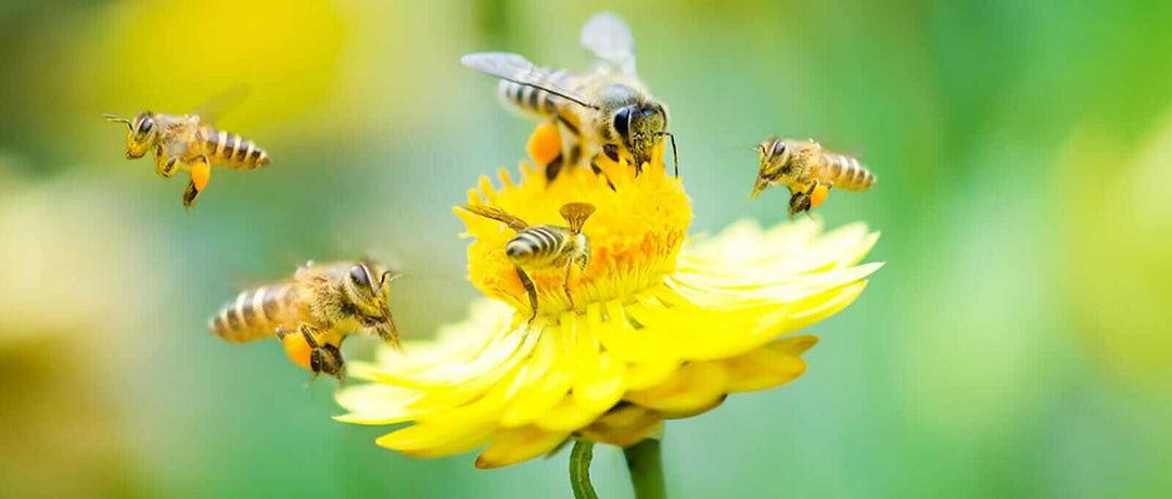 What to Expect from the Bees, After Setup