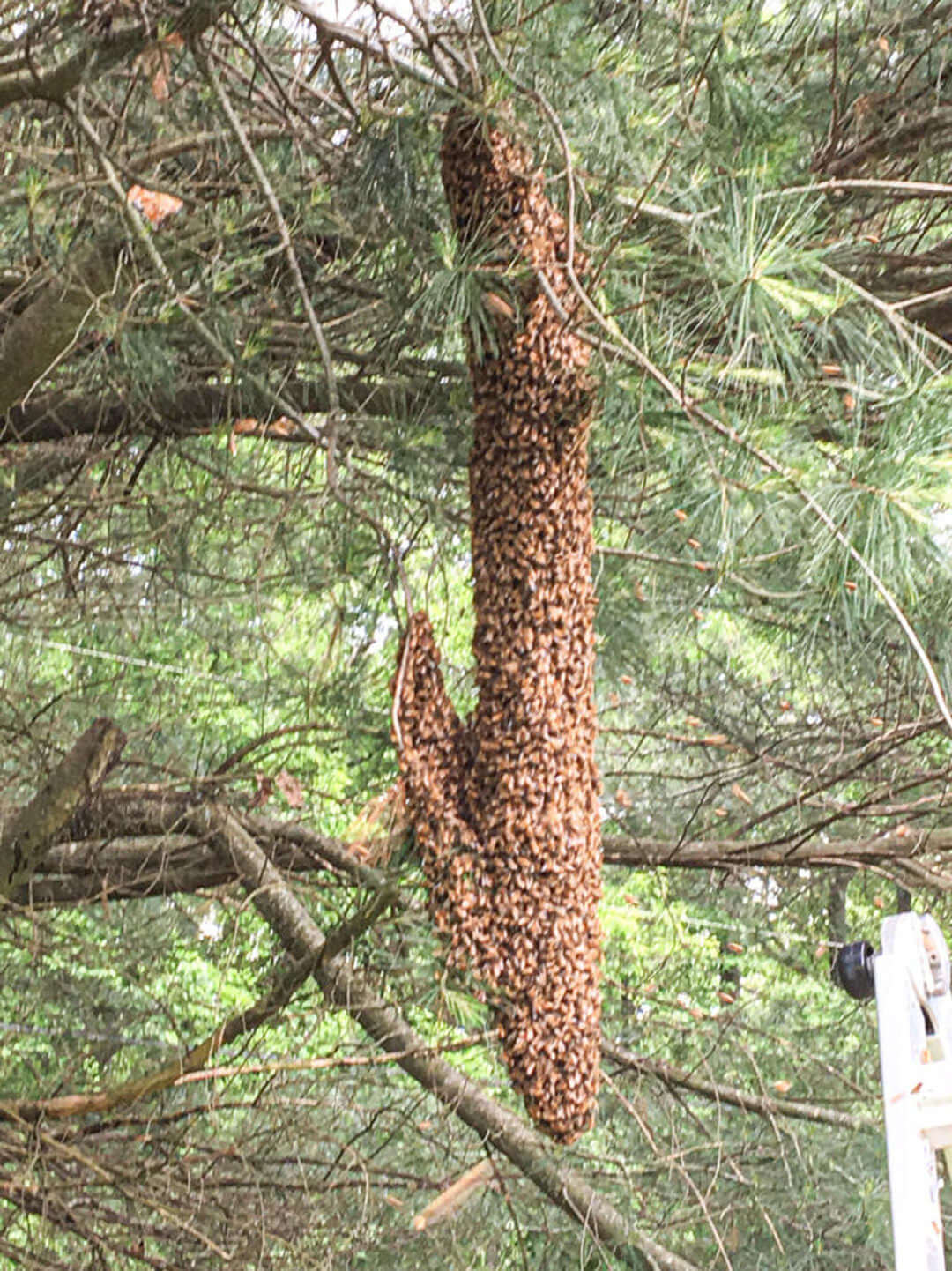 Why Do Bees Swarm? Understanding This Natural Honey Bee Behavior