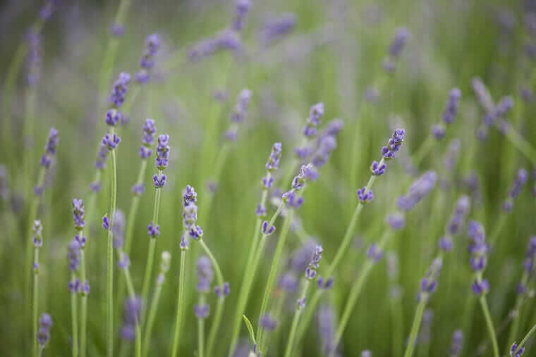 Cooking With Edible Flowers