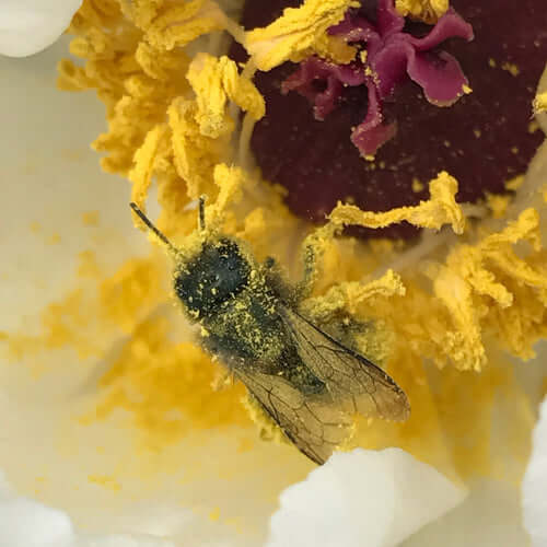 What Is Bee Pollen? Nutrition and Uses