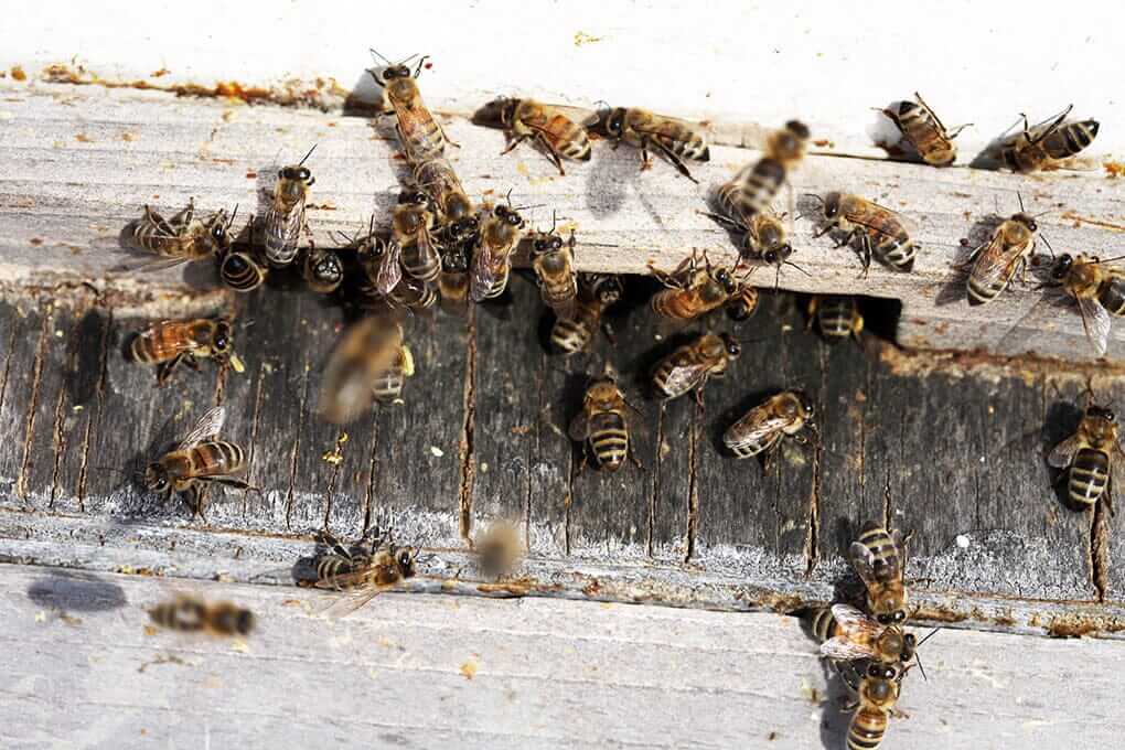 Terrance Ingram's fight with Illinois Department of Agriculture