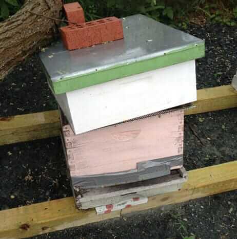 The Hard Truth About “Saving the Bees”