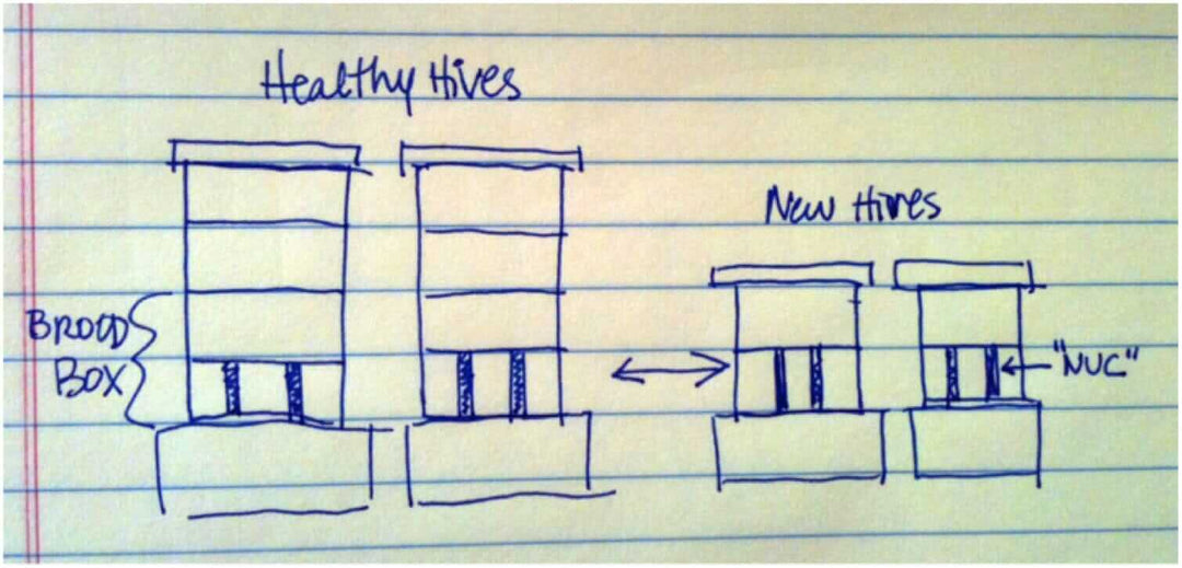 Thoughts on Nucleus Colonies