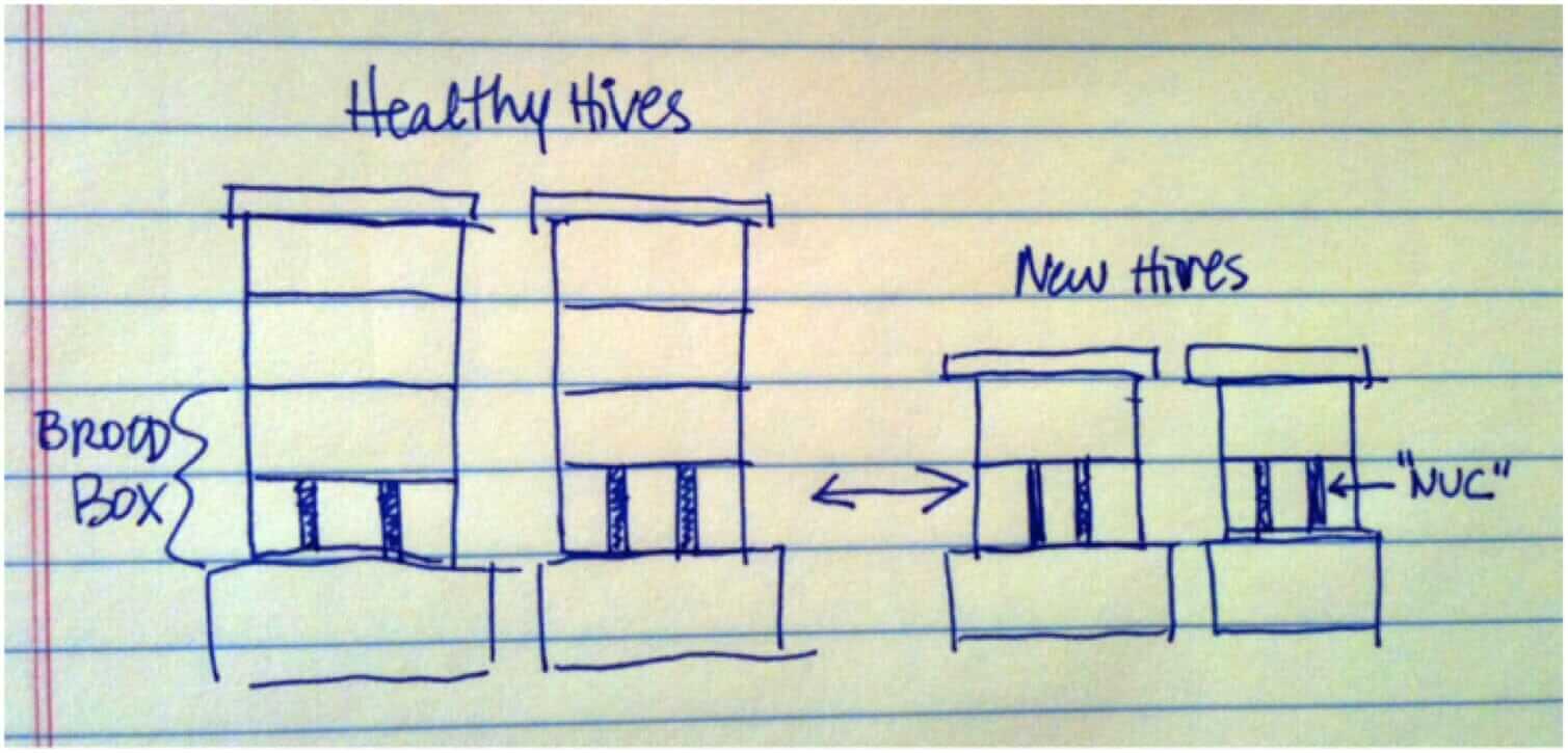 Thoughts on Nucleus Colonies