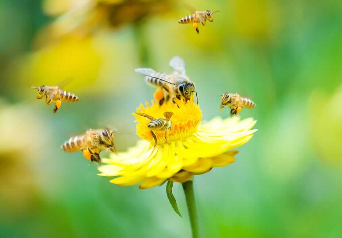 On Pesticides and Bees: An Updated Perspective