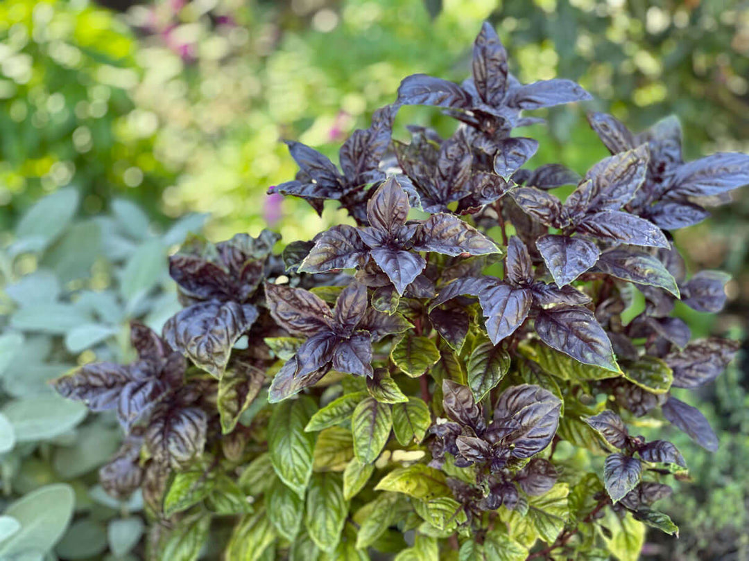Easy Pesto Salad Dressing: A Fresh Basil Recipe