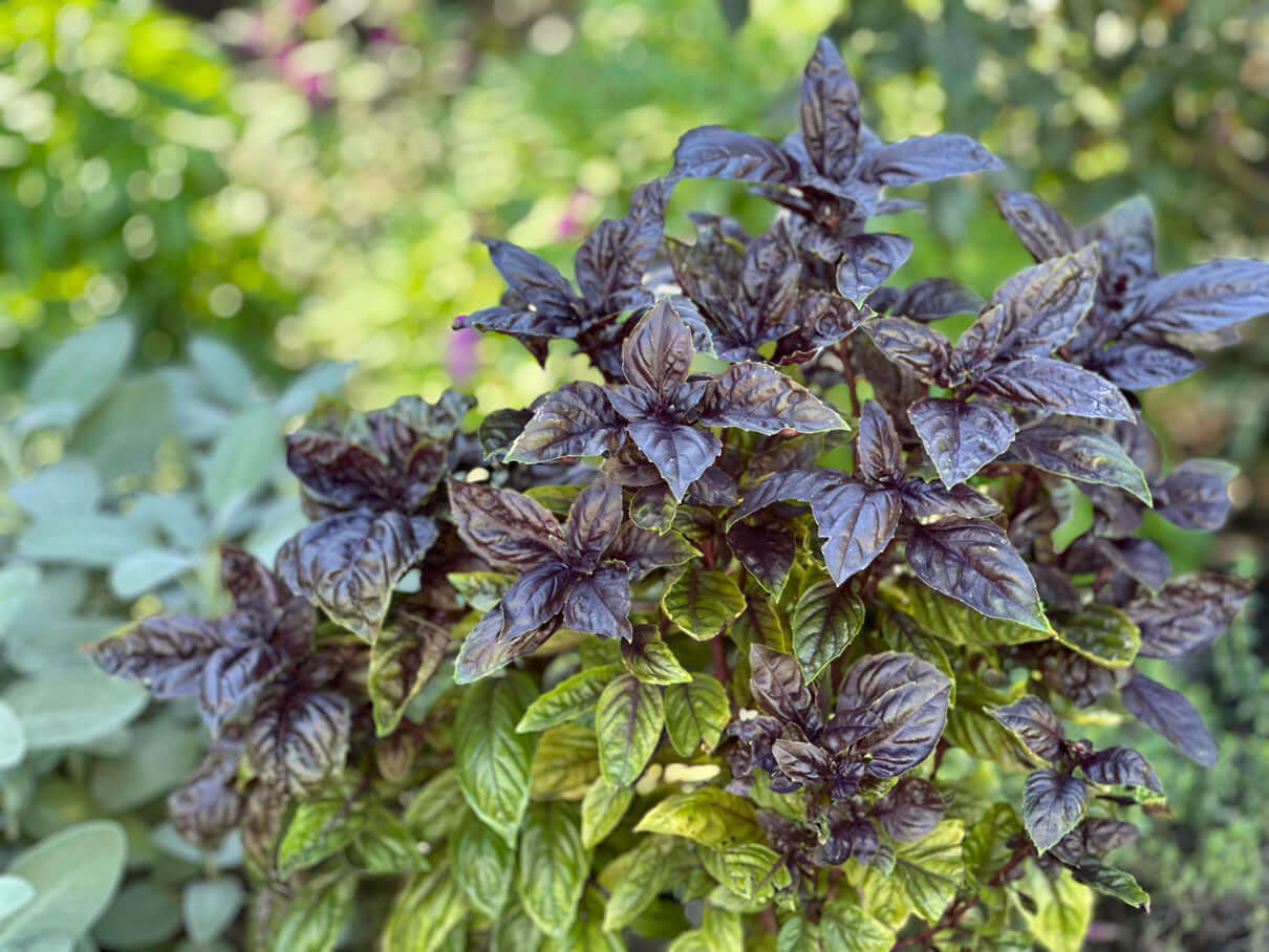 Easy Pesto Salad Dressing: A Fresh Basil Recipe