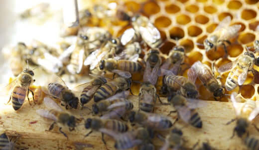 The Importance of Honeybees
