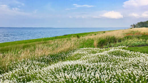 Building a Backyard Bee Habitat: Your Guide to Supporting Native Pollinators