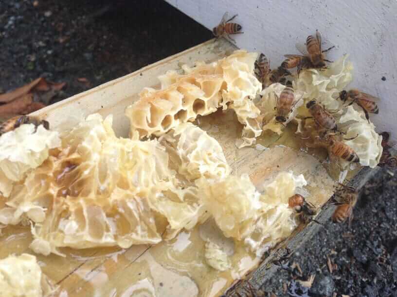 What Is Bee Space? A Beekeeper's Guide to Hive Spacing and Burr Comb