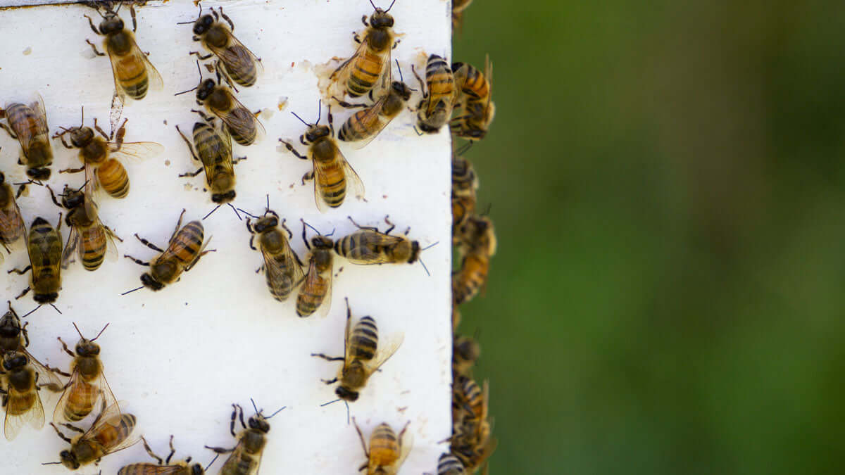 Complete Guide to Requeening a Hive: When, Why, and How