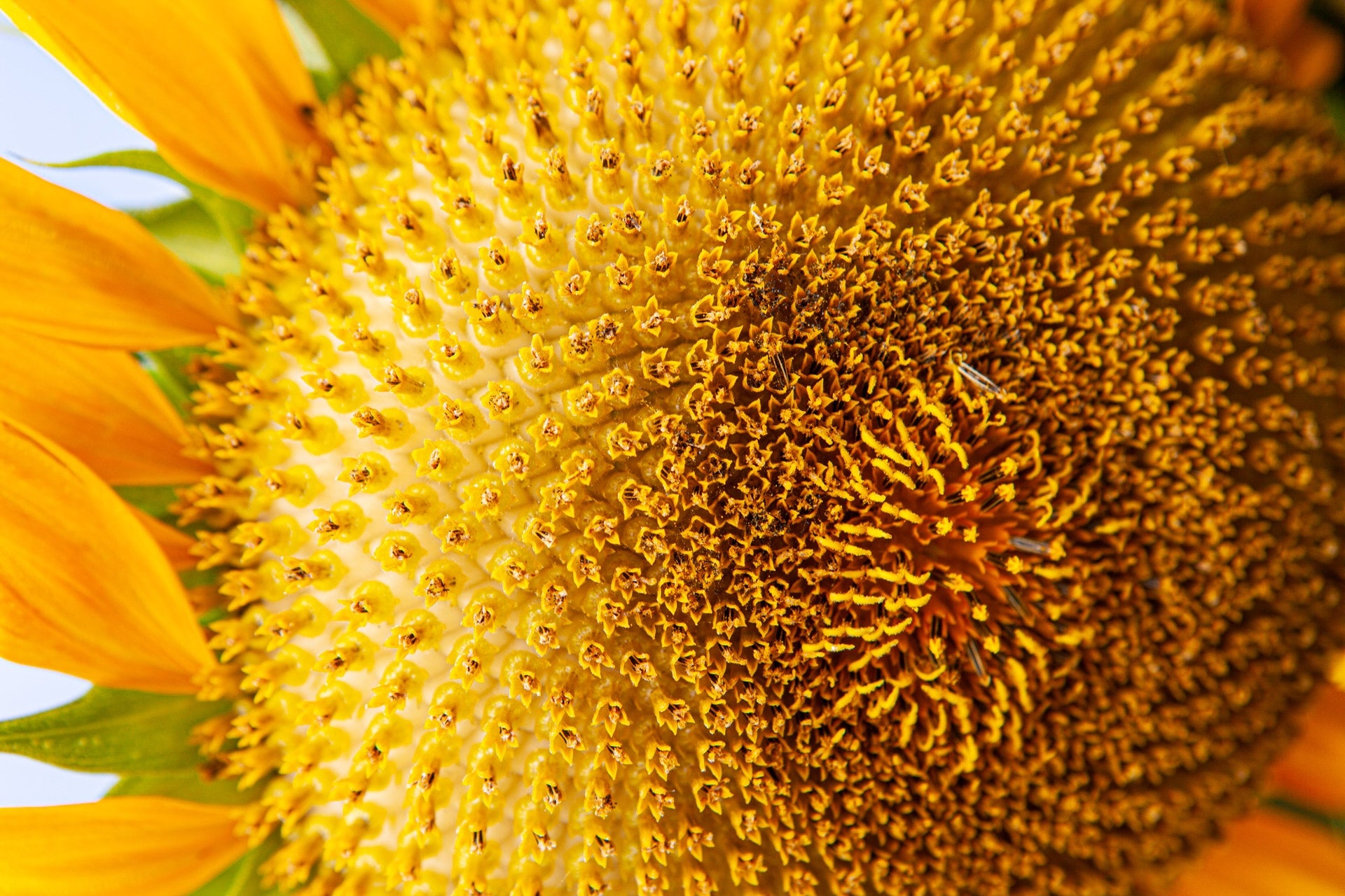 Do Bees Like Sunflowers? The Best Flowers for Happy Pollinators